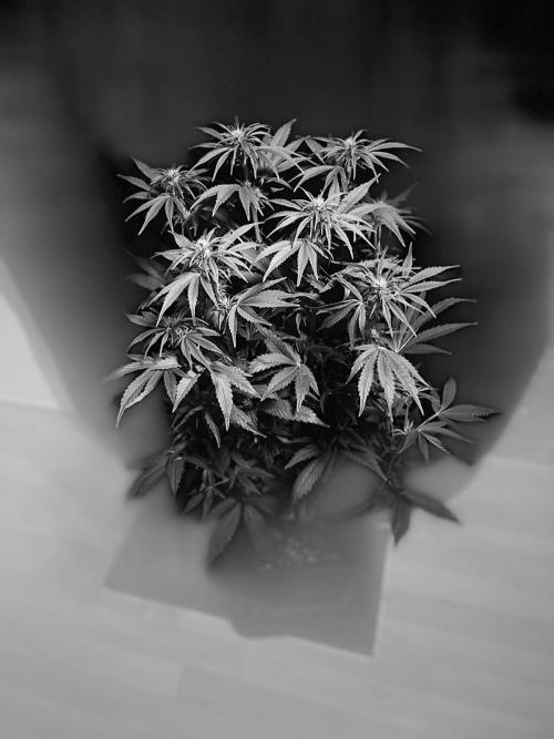 Permanent Marker Autoseeds. Week 7