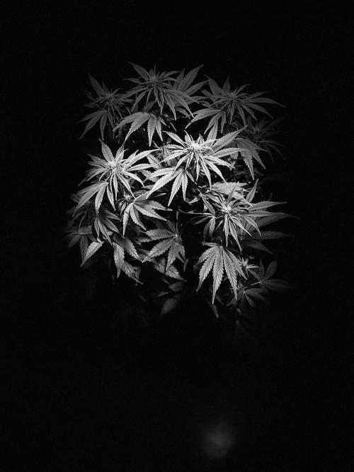 Permanent Marker Autoseeds. Week 7