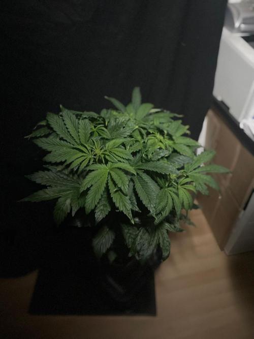 Tropicana Cookies Auto Zamnesia. Week 7