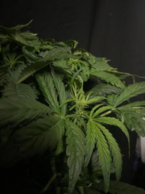 Tropicana Cookies Auto Zamnesia. Week 7