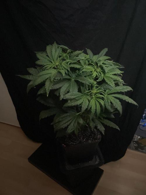 Tropicana Cookies Auto Zamnesia. Week 7