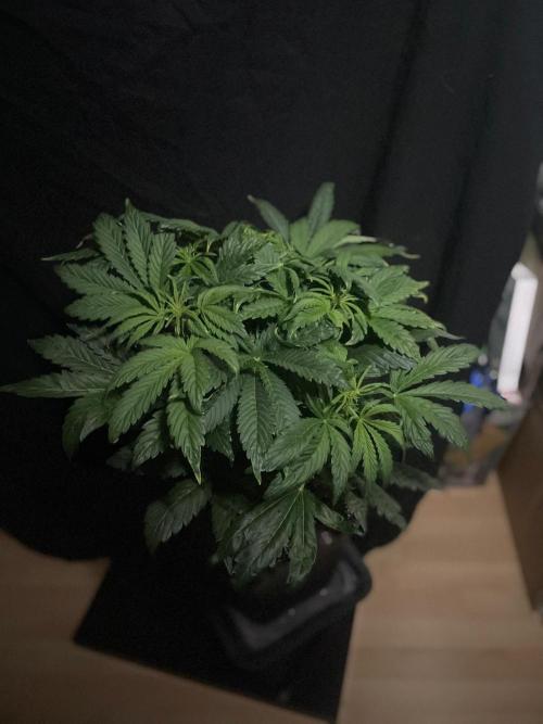 Tropicana Cookies Auto Zamnesia. Week 7