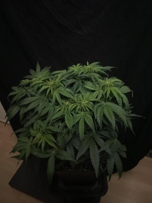 Milkyway F1 Auto RQS. Week 7