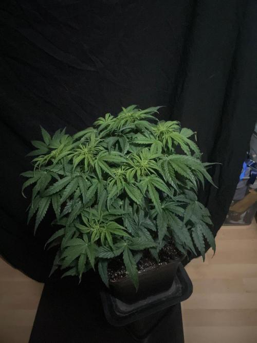 Milkyway F1 Auto RQS. Week 7
