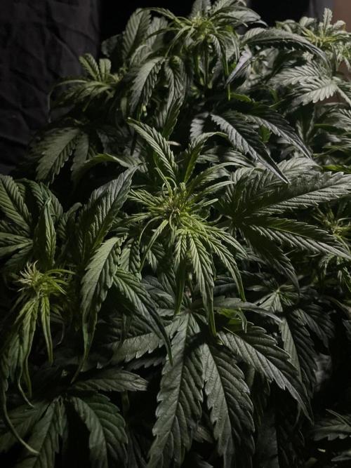 Milkyway F1 Auto RQS. Week 7