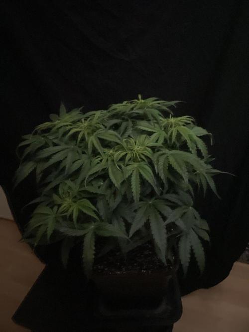Milkyway F1 Auto RQS. Week 7