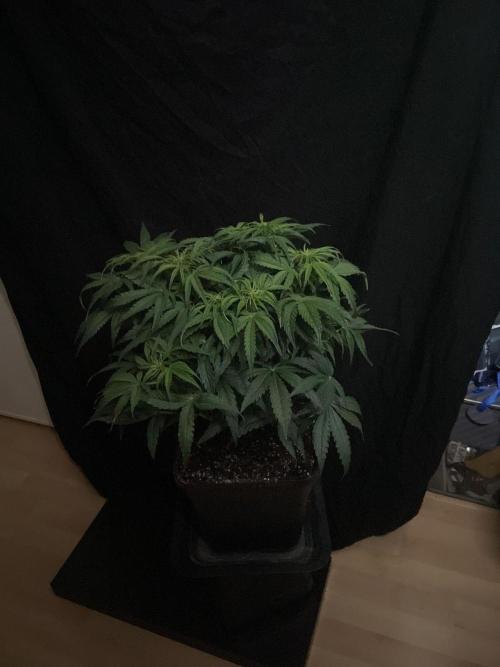 Milkyway F1 Auto RQS. Week 7
