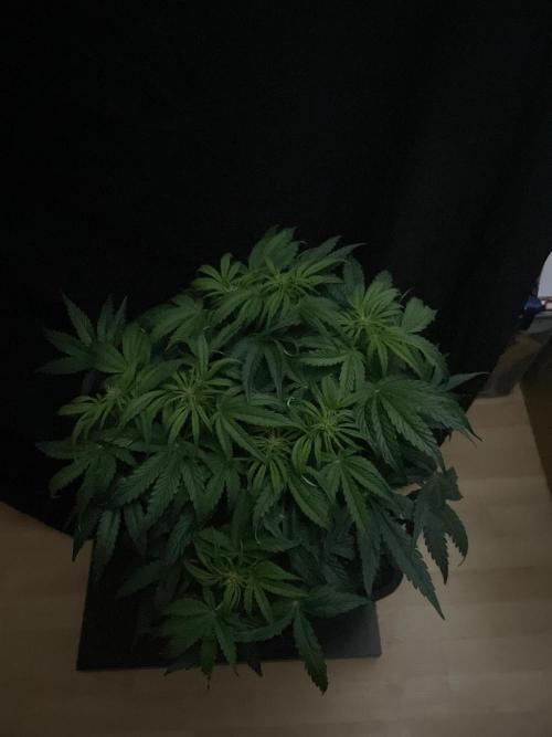 Milkyway F1 Auto RQS. Week 7