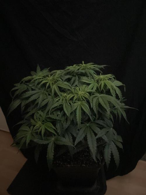 Milkyway F1 Auto RQS. Week 7