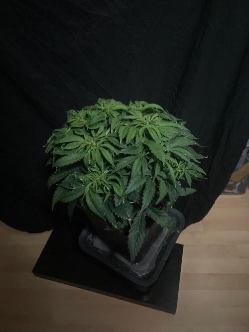 Jelly Donutz Auto Humboldt. Week 7