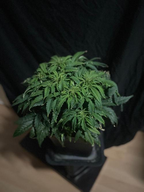 Jelly Donutz Auto Humboldt. Week 7