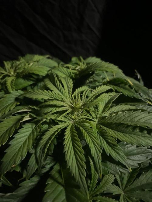 Jelly Donutz Auto Humboldt. Week 7