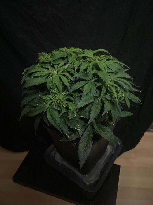 Jelly Donutz Auto Humboldt. Week 7