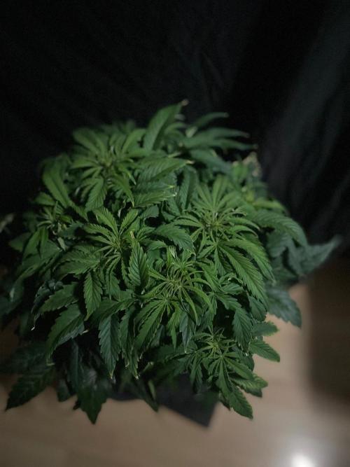 Jelly Donutz Auto Humboldt. Week 7