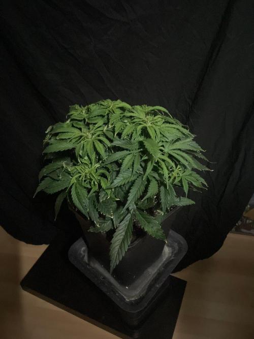 Jelly Donutz Auto Humboldt. Week 7