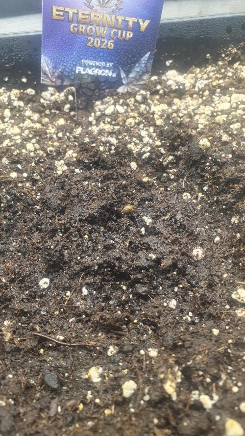 Sticky Brokkoli Zamnesia Eternity Cup. Week 0