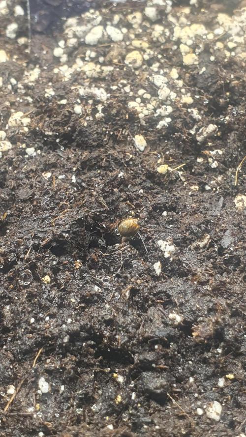 Sticky Brokkoli Zamnesia Eternity Cup. Week 0