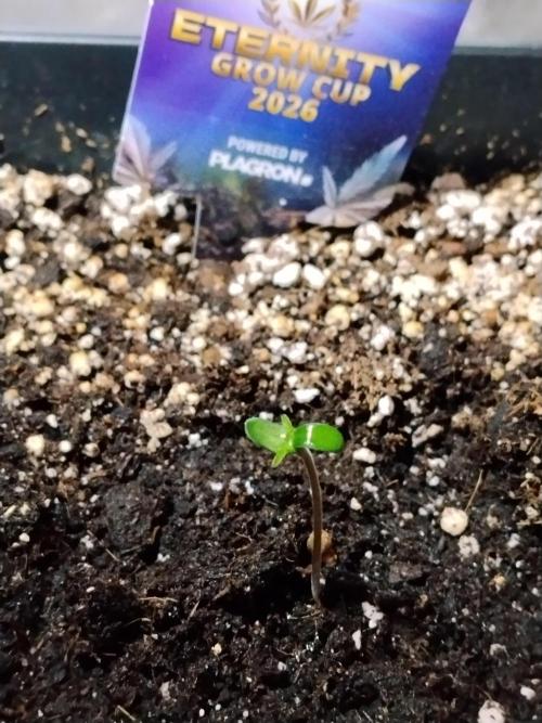 Sticky Brokkoli Zamnesia Eternity Cup. Week 0