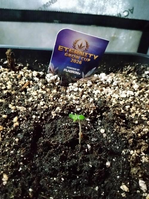 Sticky Brokkoli Zamnesia Eternity Cup. Week 0