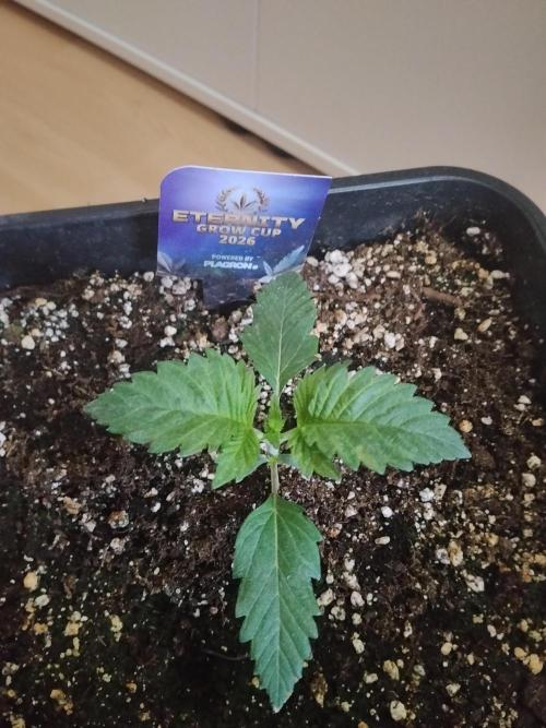 Sticky Brokkoli Zamnesia Eternity Cup. Week 1
