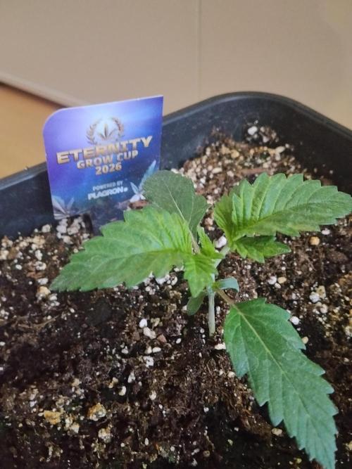 Sticky Brokkoli Zamnesia Eternity Cup. Week 1