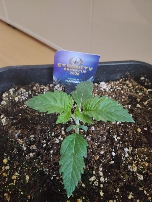 Sticky Brokkoli Zamnesia Eternity Cup. Week 1
