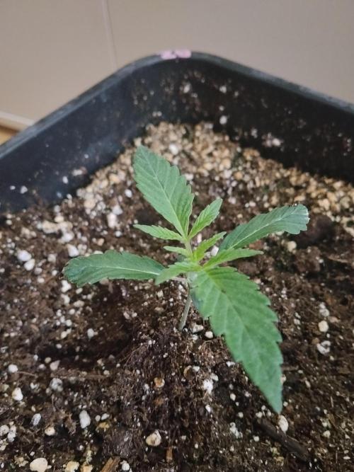 Blue Zushi Dutch Passion. Week 1