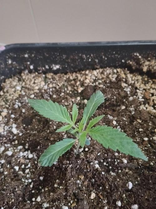 Blue Zushi Dutch Passion. Week 1