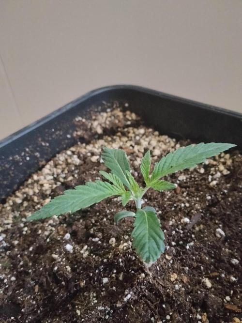 Blue Zushi Dutch Passion. Week 1