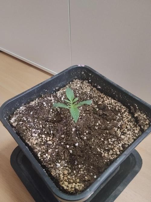 Blue Zushi Dutch Passion. Week 1