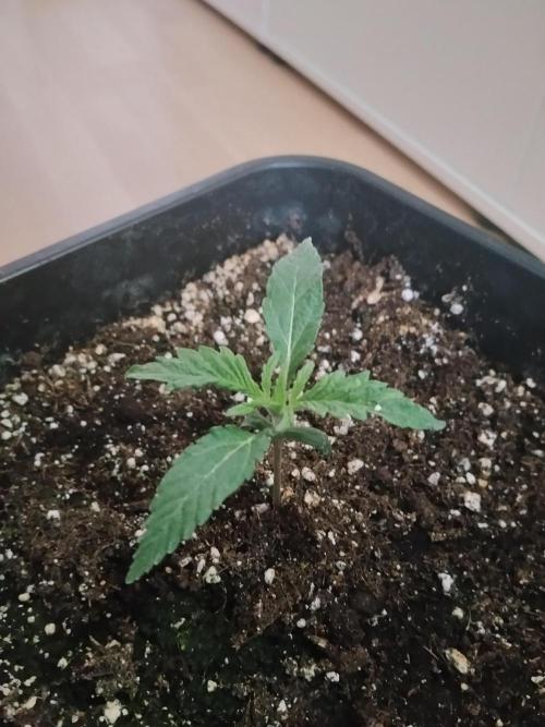 Slurricane Zamnesia. Week 1