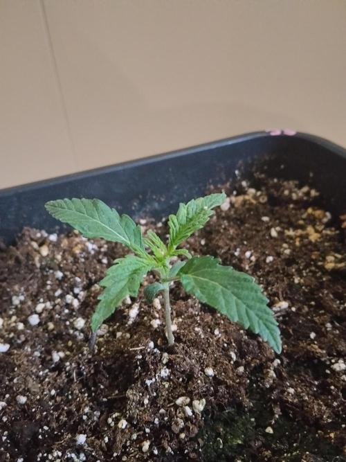 Slurricane Zamnesia. Week 1