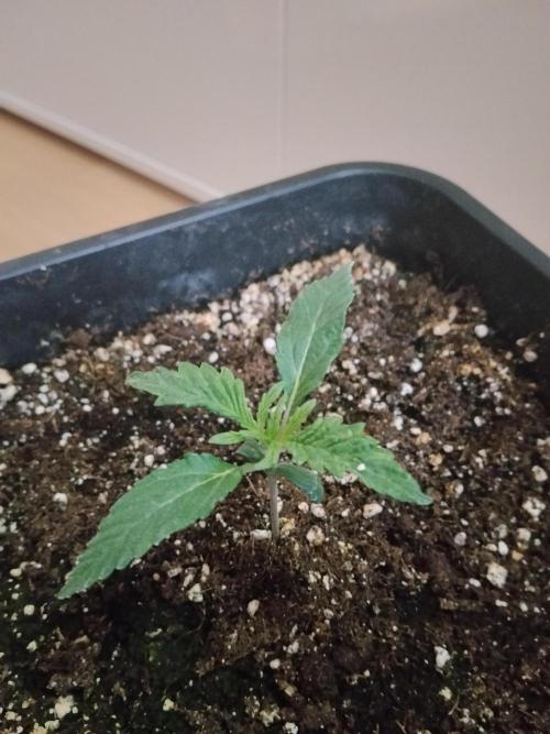 Slurricane Zamnesia. Week 1