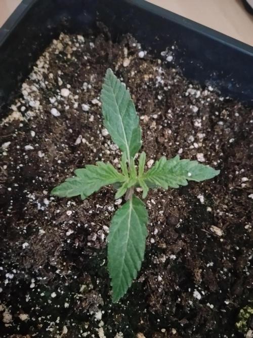 Slurricane Zamnesia. Week 1