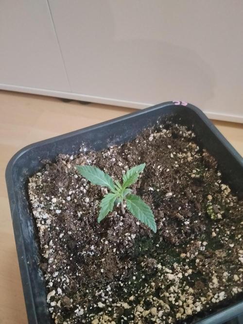 Slurricane Zamnesia. Week 1