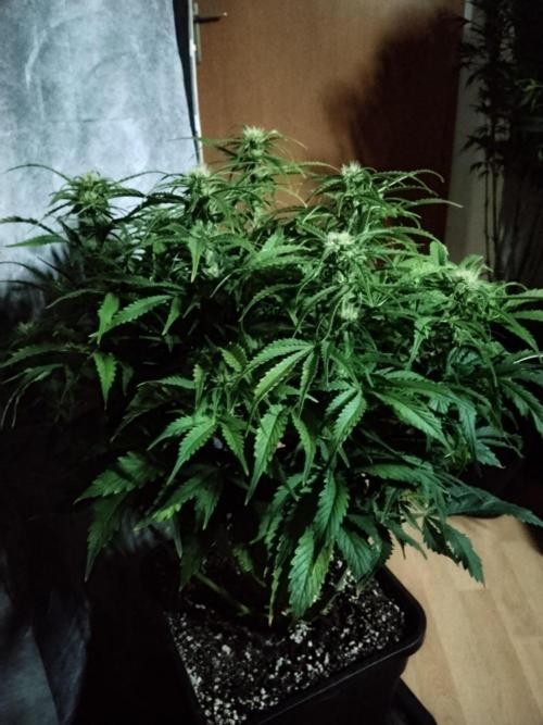 Jelly Donutz Auto Humboldt. Week 8