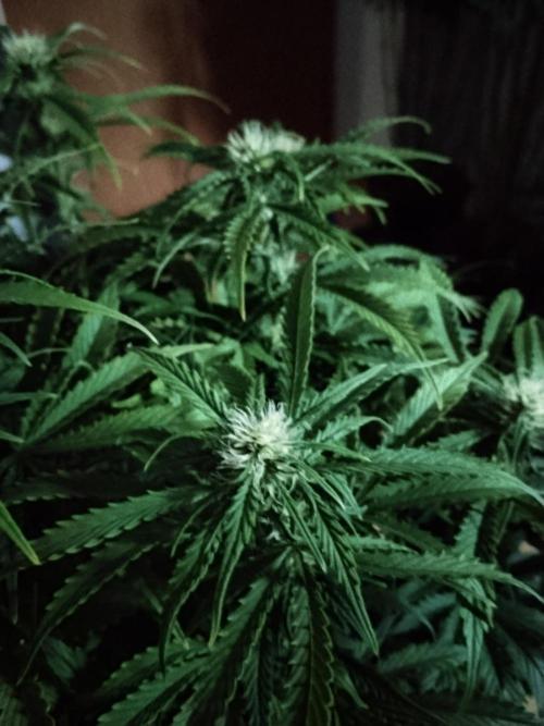 Jelly Donutz Auto Humboldt. Week 8