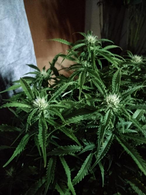 Jelly Donutz Auto Humboldt. Week 8