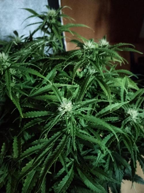 Jelly Donutz Auto Humboldt. Week 8