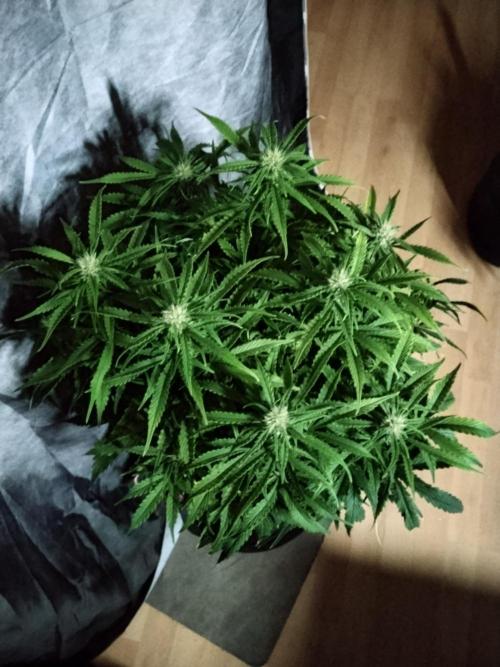 Jelly Donutz Auto Humboldt. Week 8