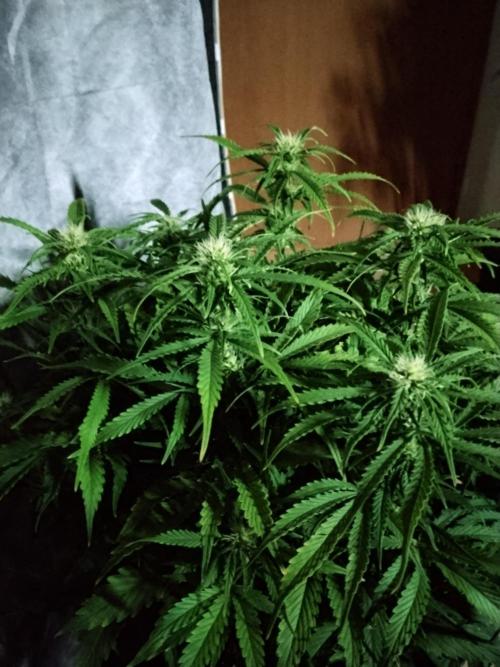 Jelly Donutz Auto Humboldt. Week 8