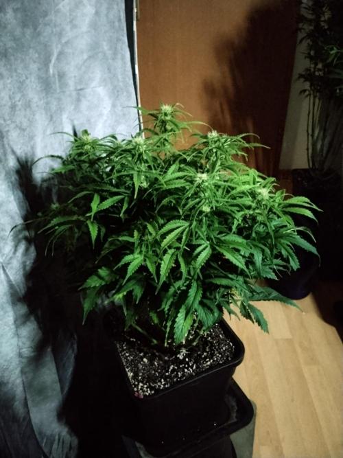 Jelly Donutz Auto Humboldt. Week 8