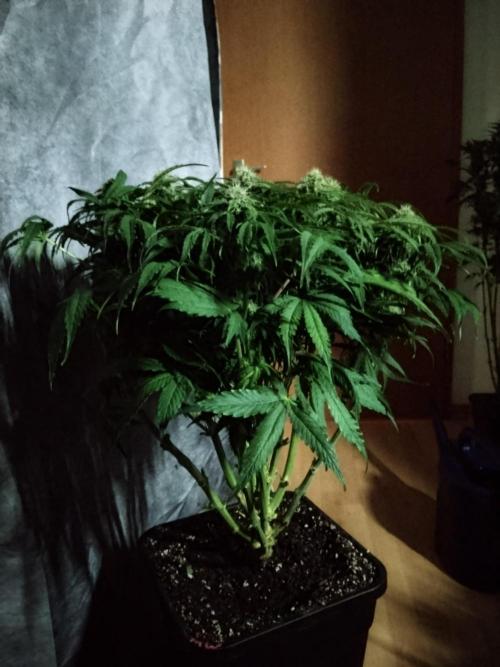 Milkyway F1 Auto RQS. Week 8