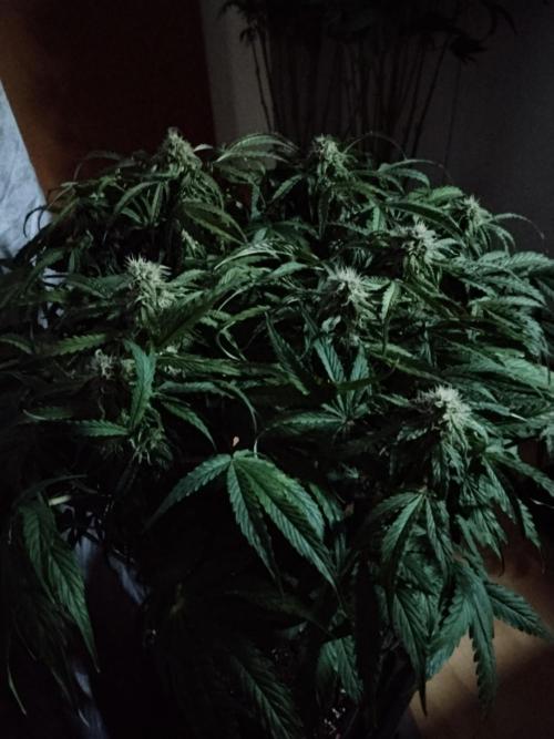 Milkyway F1 Auto RQS. Week 8