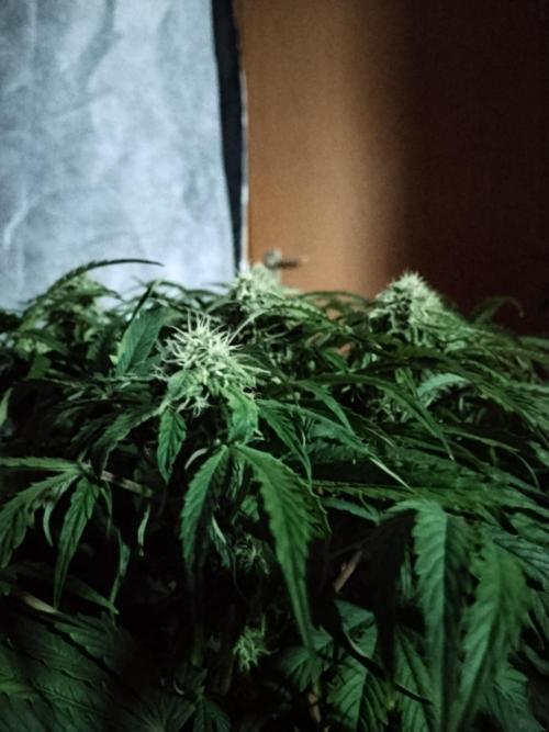 Milkyway F1 Auto RQS. Week 8