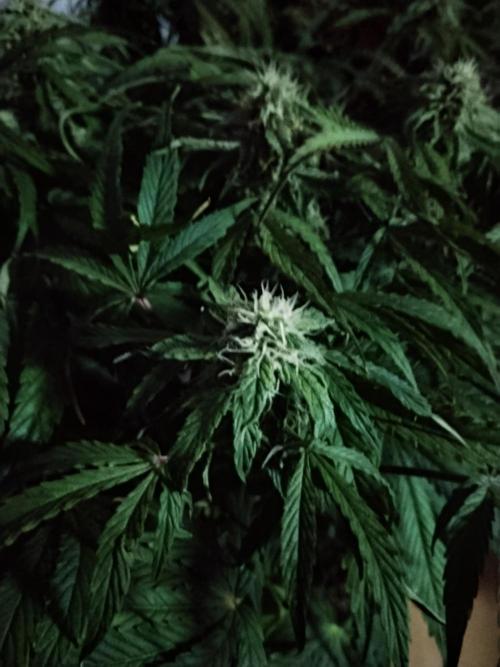 Milkyway F1 Auto RQS. Week 8