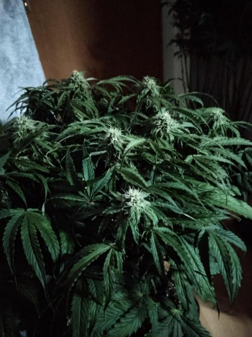 Milkyway F1 Auto RQS. Week 8
