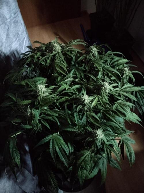 Milkyway F1 Auto RQS. Week 8