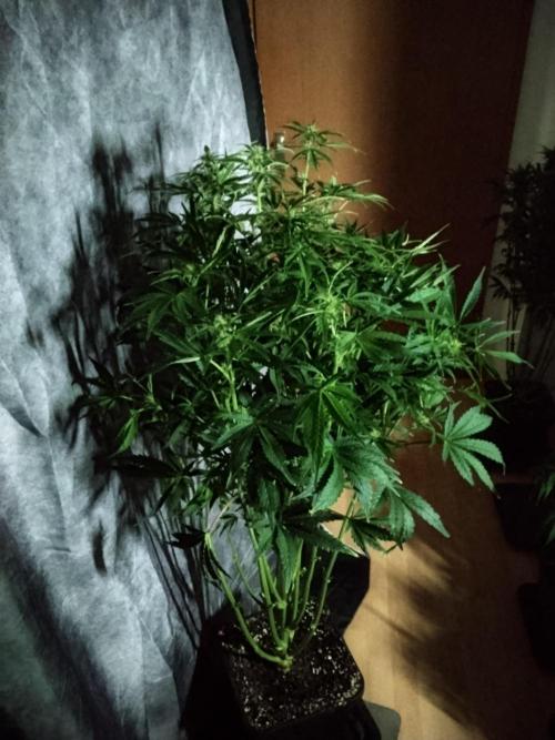 Tropicana Cookies Auto Zamnesia. Week 8