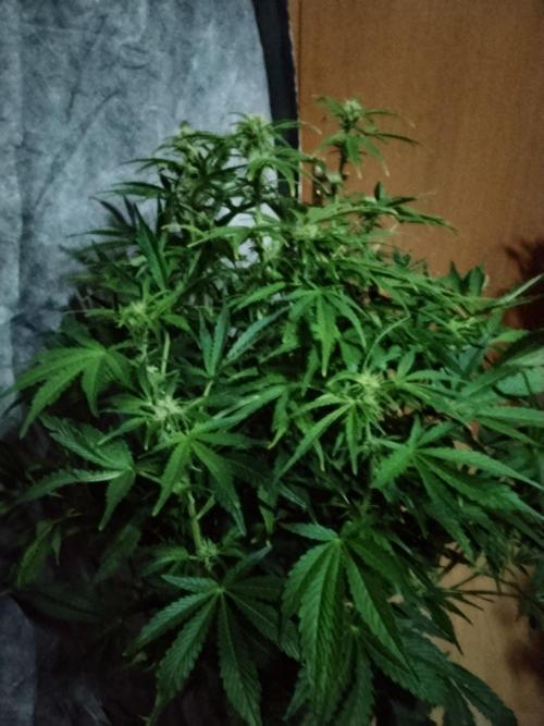 Tropicana Cookies Auto Zamnesia. Week 8